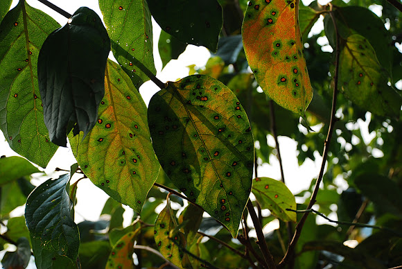 Spotting Image 1