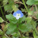 Birdeye Speedwell