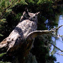 Great Horned Owl