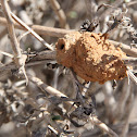 Potter Wasp nest