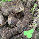 Northern Water Snake