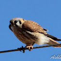 American Kestrel