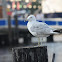 Ring-billed gull