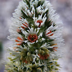 White mignonette