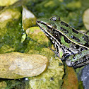 Leopard Frog