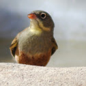 Ortolan