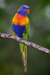 Spotting Image 1