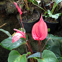 Flamingo Flower