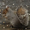 Gray squirrel