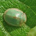 Tortoise beetle