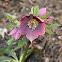 Hellebore