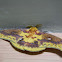 Silk Moth
