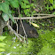 Water Vole