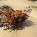 Sally Lightfoot Crab