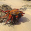 Sally Lightfoot Crab