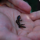 Fire Salamander