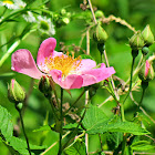 Multiflora Rose