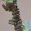 Pupal cases from a braconid wasp