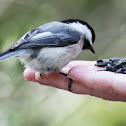 Black-capped Chickadee 