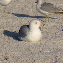 Herring Gull