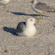 Herring Gull