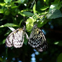 Paper Kite
