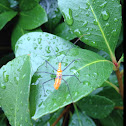 Assassin Bug