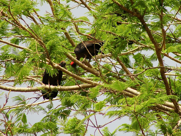 Spotting Image 1