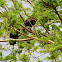 Red-naped Ibis