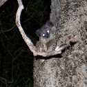 White-footed sportive lemur 