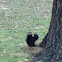 Eastern Gray Squirrel (black)