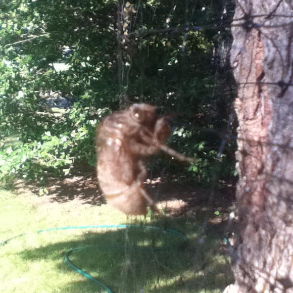 Spotting Image 1