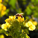 Honeybee