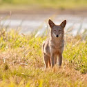 Coyote