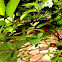 Dogwood