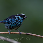 Beryl-Spangled Tanager