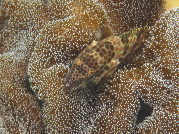 Spotting Image 1