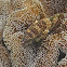 Honeycomb Grouper