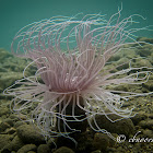 Tube Anemone