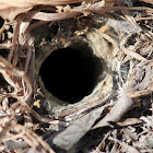 Unknown inhabitant