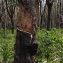 rubber plantation