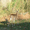 Whitetail Deer