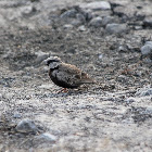 Ashy-crowned Sparrow-Lark