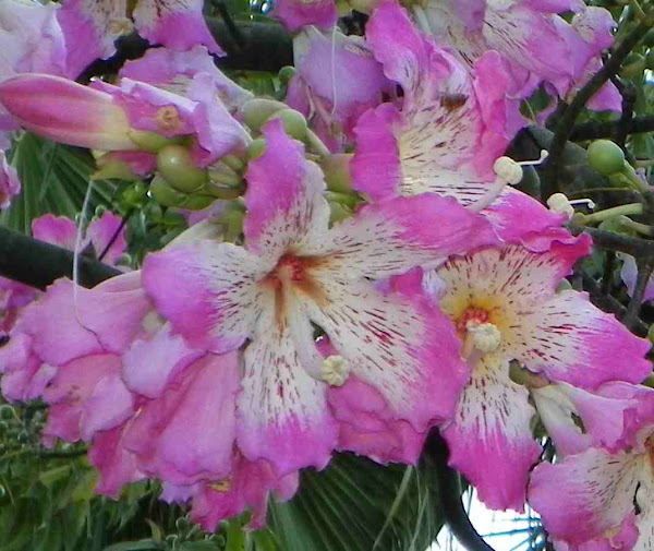 Silk Floss tree Project Noah