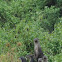 Oriental small-clawed Otter