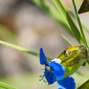 Flor