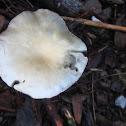 White Mushroom