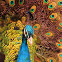 Indian peafowl