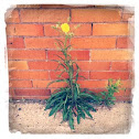 Yellow Hawkweed