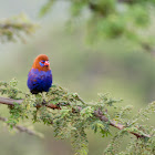 Purple Grenadier